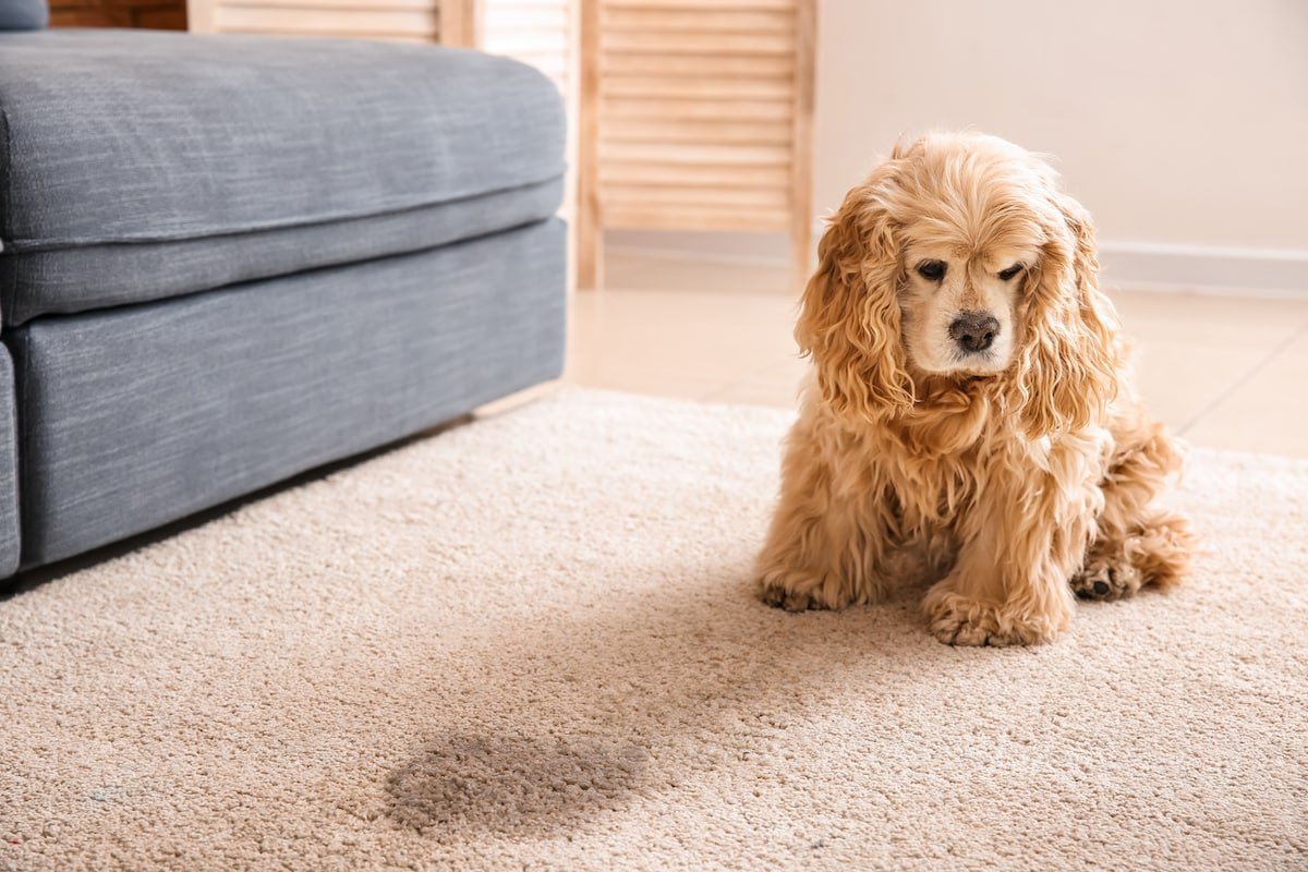 Pet Stain and Odor Removal